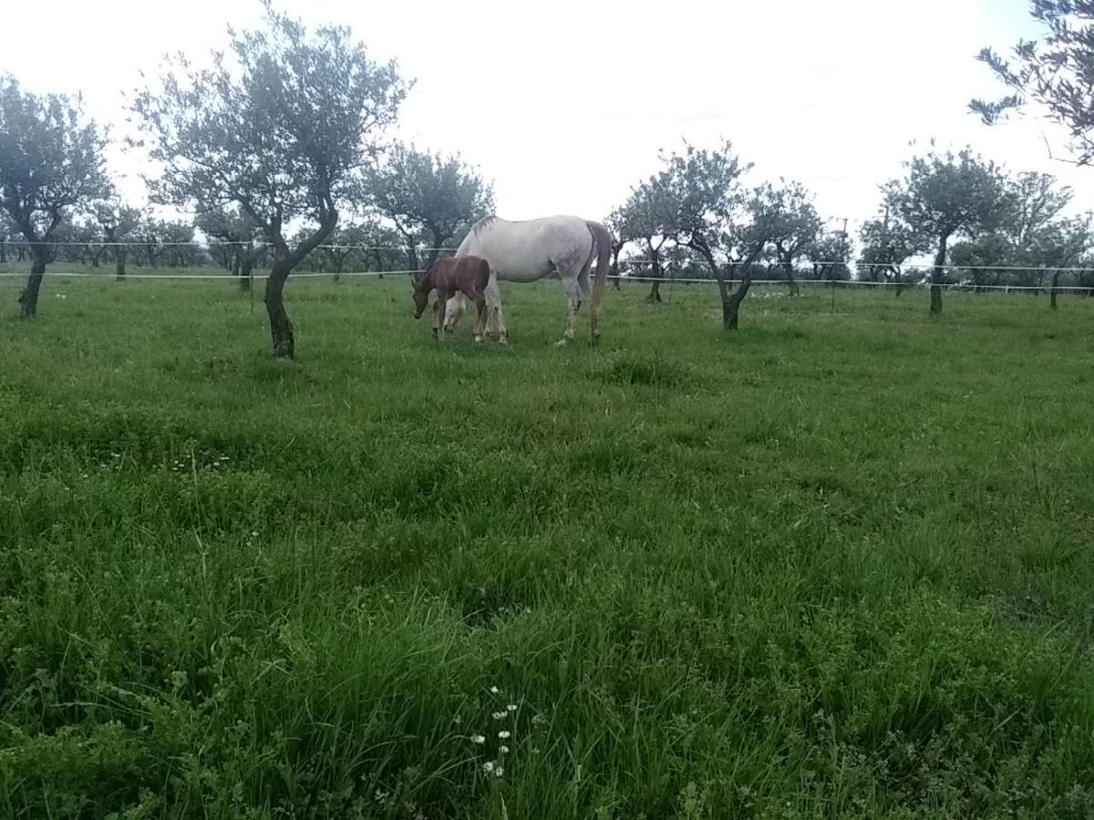 Studio indépendant dans Ferme Equestre Aups Extérieur photo